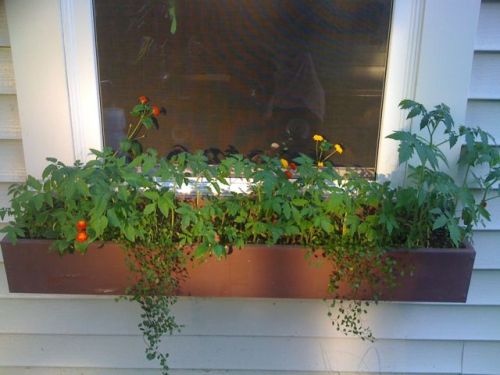 Tomato plants in the flower boxes