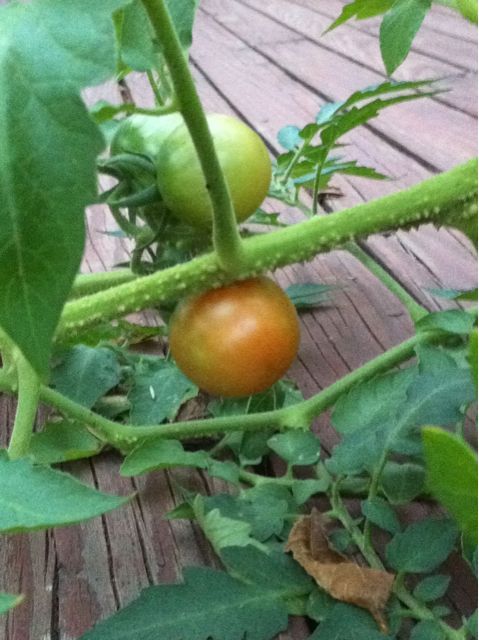 First tomato 2010